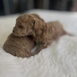Peaches - Apricot female Maltipoo puppy in San Diego, California from Maltipoos SD