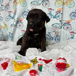 Mildred - Black brindle female Cane Corso puppy in Beech Island, South Carolina from Relic Cane Corso