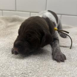 Yellow Boy - Liver male German Shorthaired Pointer puppy in White Salmon, Washington from Holding Hands Farm