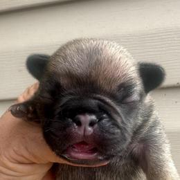 Sable Boy - Fawn male French Bulldog puppy in Tracys Landing, Maryland from A Cozy Kennel