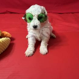 Baby - Red collar - White female Bichon Frise puppy in 63101 (St. Louis Metro Area), Missouri from BichonSTL