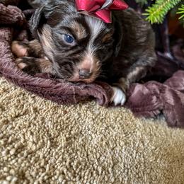 Miniature Australian Shepherd Puppies from CKO Country Road Aussies