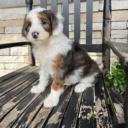 Luna - Tri-color female Bernedoodle puppy in Holtwood, Pennsylvania from Country Ridge Puppies
