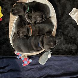 French Bulldog Puppies from Peaceful Prayers French Bulldogs