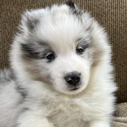 Boy 1 - Shetland Sheepdog puppy from Tristar Shelties