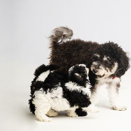 Companion Cross Puppies from CocoPuff Breeders