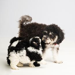 Companion Cross Puppies from CocoPuff Breeders