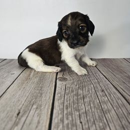 Griffin - Piebald male Dachshund puppy in Florence, Arizona from Doxie Town Az