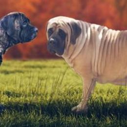 Mastiffs from ❤️ Thompson's Family Mastiffs ❤️