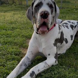 Ginny - Harlequin female Great Dane puppy in Howe, Texas from Bright Danes of Texas