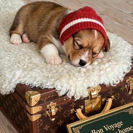 Girl 3 fluffy - Fawn female Pembroke Welsh Corgi puppy in Huntington Beach, California from Gingerbread