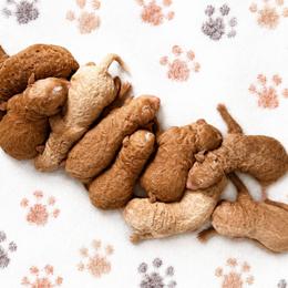 Goldendoodle puppies from Haaspawz