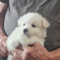 Babbette - White female American Eskimo Dog puppy in Grants Pass, Oregon from SnH Eskies