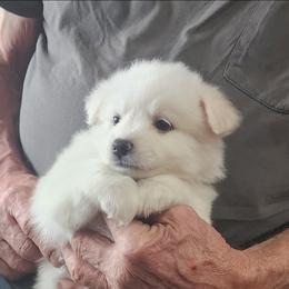 Babbette - White female American Eskimo Dog puppy in Grants Pass, Oregon from SnH Eskies