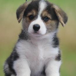 Ferrari - Black and tan male Pembroke Welsh Corgi puppy in West, Texas from Rustic Spur Kennel