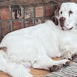 Kort - Clumber Spaniel