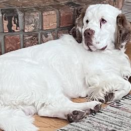 Kort - Clumber Spaniel