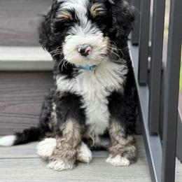 Bernedoodle and Bernese Mountain Dog Puppies from Mercy Mountain Doodles