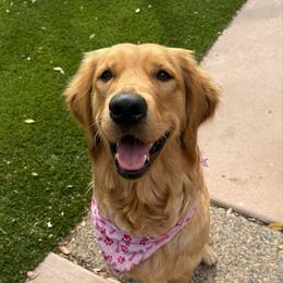 Moxie - Golden Retriever