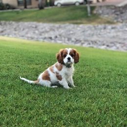 Cavalier King Charles Spaniel Puppies from Sophia's Hearth Cavaliers