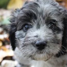 Aussiedoodle Puppies from Old Mills Aussiedoodles