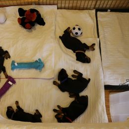 Doberman Pinscher Puppies from Lexa Dobermans