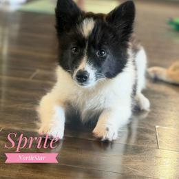 Sprite - female Nenets Herding Laika puppy in Manns Choice, Pennsylvania from Mystic Winds