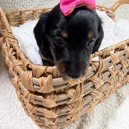 Delilah(AKC) - Black and tan female Dachshund puppy in Mansfield, Missouri from Owens Farm