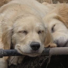 Golden Retriever Puppies from Stellar Acres Golden Retrievers