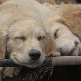 Golden Retriever Puppies from Stellar Acres Golden Retrievers