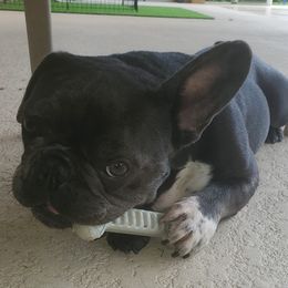 Prince - French Bulldog
