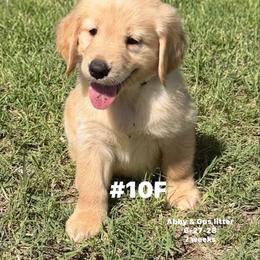 Neon Green - Golden female Golden Retriever puppy in Piedmont, Oklahoma from Sabrina's Golden Retrievers