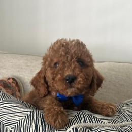Erick - Red  male Goldendoodle puppy in Mint Hill, North Carolina from DoodleForever