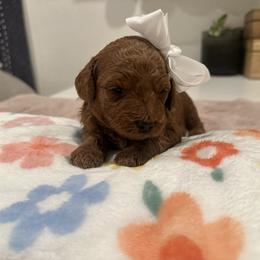 Shelly baby blue - Red  female Goldendoodle puppy in Shingle Springs, California from Creamy Retrievers