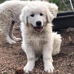 Colorado Mountain Dog Puppies from Tereo Ranch