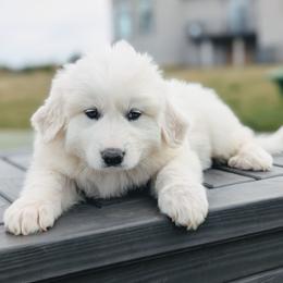 Girl 2 Pink - White female Great Pyrenees puppy in Yakima, Washington from Naches Heights Ranch