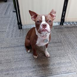 Boston Terrier and French Bulldog Puppies from Reds Studio