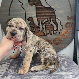Purple Collar - Merle female Great Dane puppy in Alton, Illinois from Show Me Great Danes and Basset Hounds