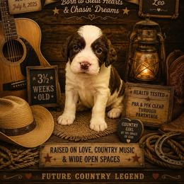 Ella Langley - Liver and white female English Springer Spaniel puppy in Cookeville, Tennessee from Krossroads Kennel