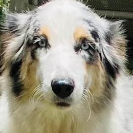 Toga - Australian Shepherd