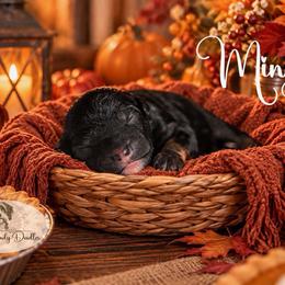 Mingles - Black phantom male Aussiedoodle puppy in Roebuck, South Carolina from Dani's Dandy Doodles