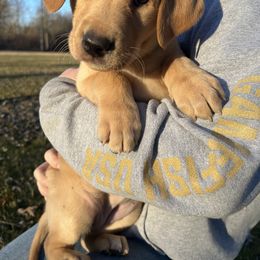 Girl 2 - Labrador Retriever puppy in Rootstown, Ohio from Blue Bandana Retrievers