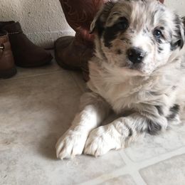 Australian Shepherd Puppies from Hammer Aussies