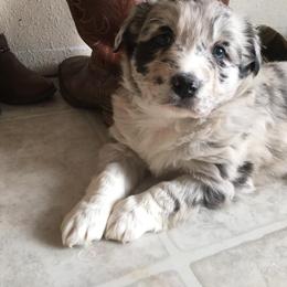 Australian Shepherd Puppies from Hammer Aussies
