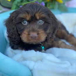 Watermelon - Brown male Cavapoo puppy in Bellingham, Washington from My Sweet Poodles and Doodles