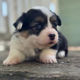 Nana fluffy (purple) - Black and tan female American Corgi puppy in East Oakdale, California from Rhettro Kennels