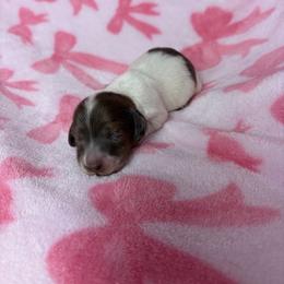 Melissa - Piebald female Dachshund puppy in Lake City, Florida from My Ditzy Doxies of Florida