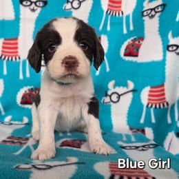 Girl 5 Blue - Liver and white female English Springer Spaniel puppy in Potosi, Wisconsin from Point and Flush Gun Dogs
