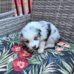 Justice - Blue merle male Miniature Australian Shepherd puppy in Taylor, Arizona from Holy Ghost Ranch, Inc
