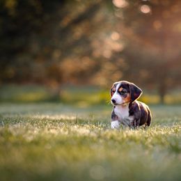 Blue - Brindle male Drever puppy in Yelm, Washington from Cedarhollow